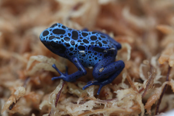 RANAS DARDO AZUREUS