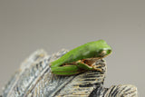 RANA PATA DE TIGRE ( P.HYPOCHONDRIALIS)