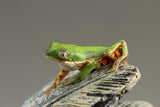 RANA PATA DE TIGRE ( P.HYPOCHONDRIALIS)