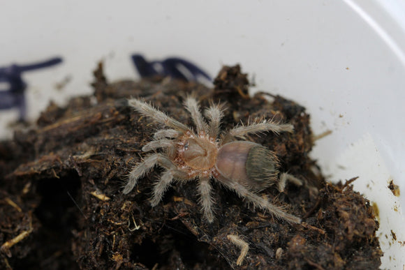 TARANTULA DE TRASERO ROJO (TLITOCATL KAHLENBERGI) Sling