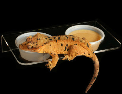 PANGEA GECKO ACRYLC LEDGE FEEDER LARGE ( COMEDERO CON IMAN )