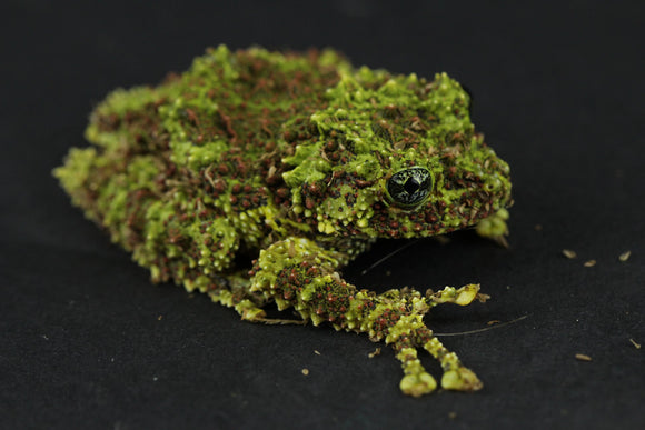 RANAS MOSSY DE VIETNAM