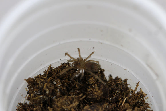 TARANTULA DE PATAS GORDAS (COTZTETLANA OMILTEMI) Sling