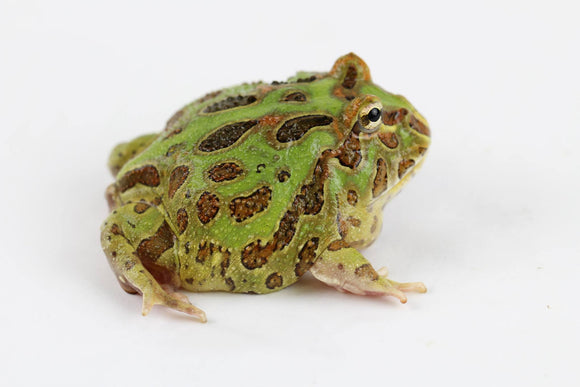 RANAS PACMAN VERDES