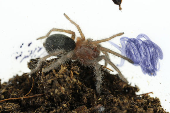 TARANTULA NEGRA DE BRAZIL (GRAMMOSTOLA PULCHRA) Sling