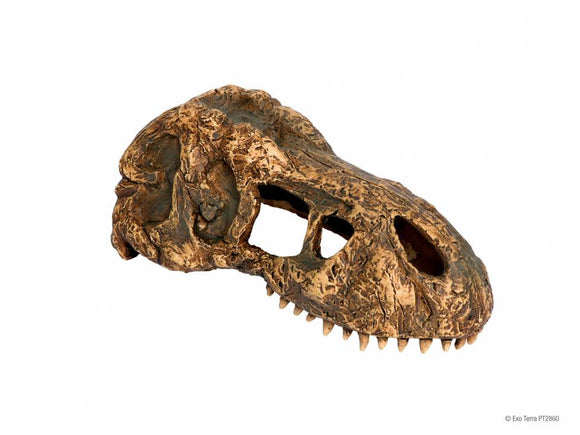 EXO TERRA T REX SKULL ( SMALL)