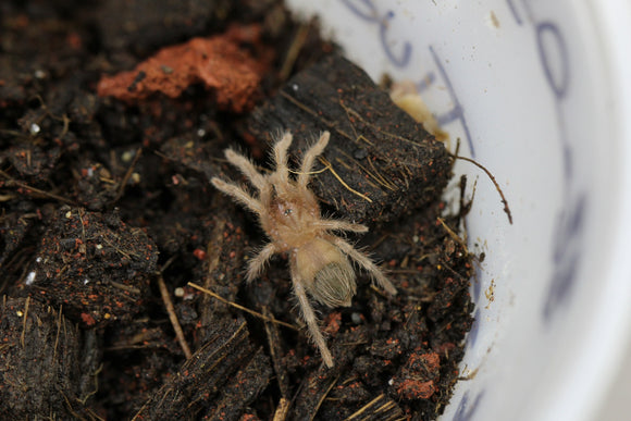 TARANTULA DE CADERA ROJA (TLITOCATL VAGANS) Sling