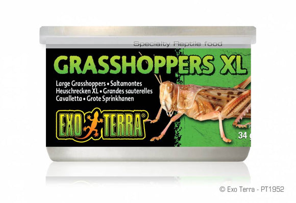 EXO TERRA GRASSHOPPERS  XLG ( EXTRA GRANDES) SALTAMONTES