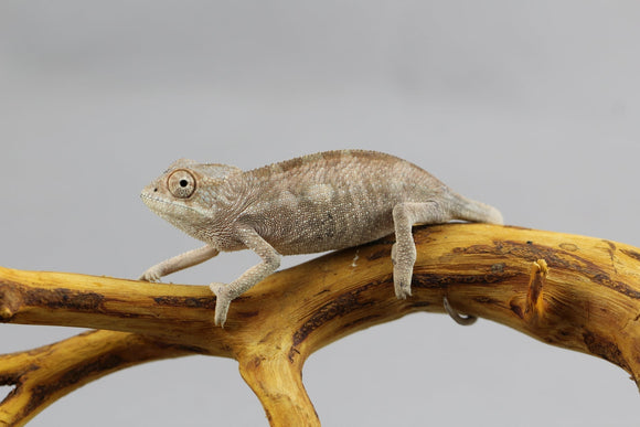 CAMALEON PANTERA NOSEY MITSIO HEMBRA JUVENIL
