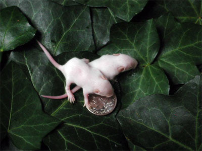 RATON FUZZY