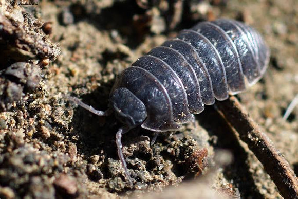 ISOPOD : COLONIA CON 18