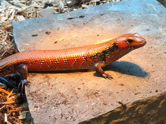 SKINK DE FUEGO