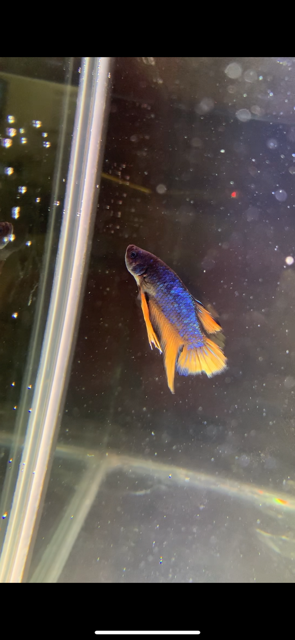 BETTA FANCY YELLOW MACHO ID : 1