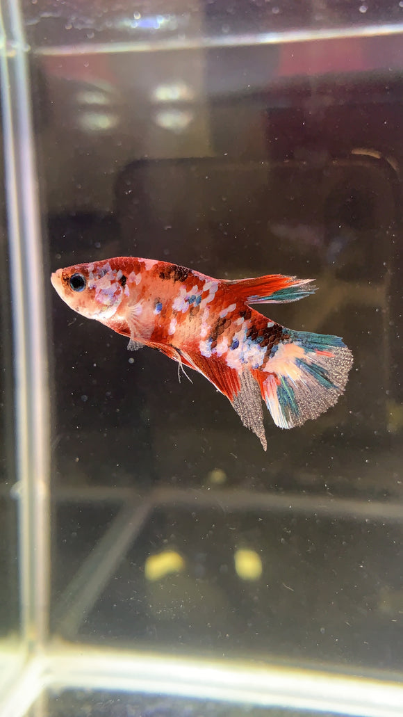 BETTA KOI MACHO