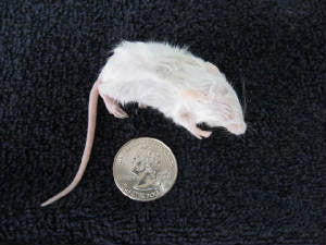 RATON JUMPER