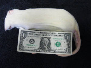 RATA MEGA JUMBO