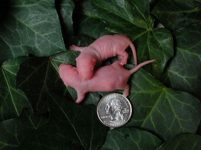 RATON PINKY ( 10 PACK)