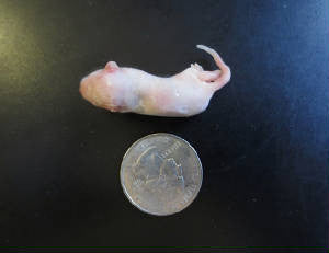 RATA PINKY