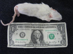 RATA CHICA