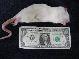 RATA MEDIANA