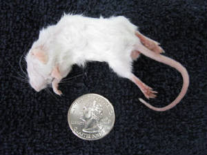 RATON ADULTO ( 10 PACK)