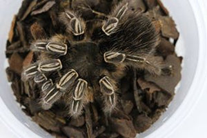 TARANTULA RODILLA RAYADA
